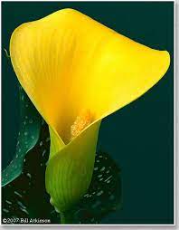 Yellow Calla Lily Calla Lily Beautiful Flowers Flowers
