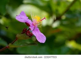 Image result for Clappertonia