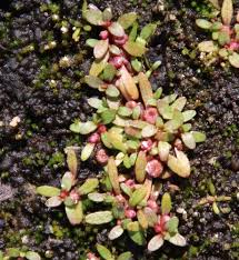 Image result for Elatinaceae