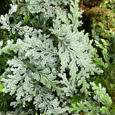 Image result for Selago whyteana