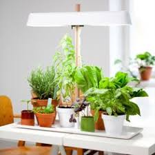 10 Indoor Plant Lighting Ideas Plant Lighting Indoor Plant Lights Indoor Plants