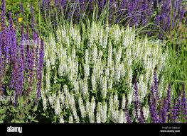 White,Sage,Salvia nemorosa Adrian,Meadow Sage,Musk Mallow,Malva  moschata,Malva Alba,Salvias Stock Photo