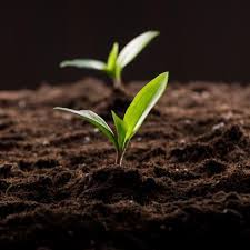 2 adding spent coffee grounds directly to the soil slows or even kills (many) plants. Whatever You Do Don T Put Coffee Grounds In Your Garden Latest Science News And Articles Discovery