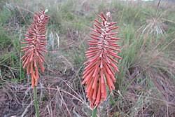 Image result for Kniphofia grantii