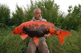 Baby aquarium fish are very small and therefore we want the fish to grow rapidly. Lifespan Goldfish Koi Goldfish Emergency Diagnose And Treat