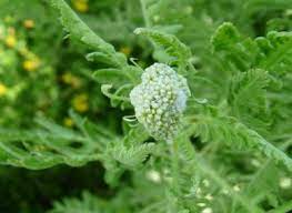 Pin On Wild Edibles