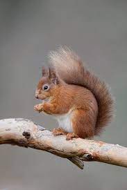 260 Red Squirrel Squirrel Pictures Red Squirrel Cute Baby Animals