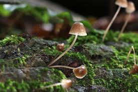 Image result for Simocybe centunculus