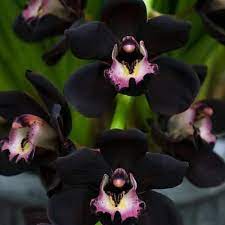 Maybe you would like to learn more about one of these? Hanya Bisa Ditemukan Di Papua Anggrek Hitam Yang Sangat Langka