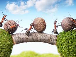 Fourmiculture crée des fourmilières artificielles innovantes pour réussir l'élevage de fourmis et l'observation des fourmis. Comment Se Debarrasser Des Fourmis