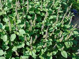 Image result for Ocimum