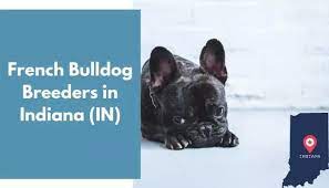 Continuing a long family tradition of excellence, the graber family is pleased to announce a breeding program focused on producing fine quality blue, lilac, chocolate, merle and exotic colored french bulldog puppies. 10 French Bulldog Breeders In Indiana In French Bulldog Puppies For Sale Animalfate