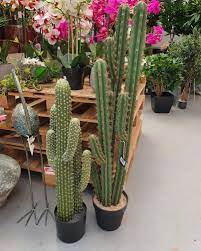 Fotografije kaktusa i sukulenata - Page 4 Images?q=tbn:ANd9GcQDfIBcJQ49Skuq2Tj5BIoE95jjHirBJB0Bam33TsQPOfwk0T2kkwBOV1FouB3ti1LgL08&usqp=CAU