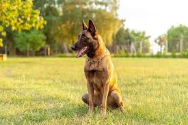 The malinois is one of four belgian herding dogs that are all considered varieties of a single breed in their homeland. Complete Belgian Malinois Guide 6 Must Read Facts All Things Dogs All Things Dogs