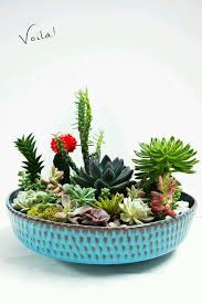 Click on the 'cactus bowl' link underneath the answer to read about the game. Cactus Succulent Bowls