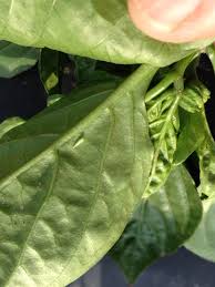 Locally sourced hops are in high demand. Fs1272 Common Insect Pests In Hop Yards Rutgers Njaes