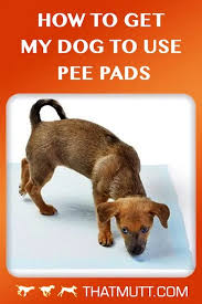 We did not find results for: My Dog Pees Next To The Pee Pad Instead Of On The Pad What To Do