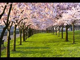 The four seasons, spring, concerto no. Spring Antonio Vivaldi Youtube