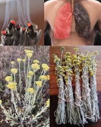 Cinematic - The benefits of the highland flower (also known as "Shepherd's  flower") against smoking: The highland flower, a plant with potential  benefits, is traditionally believed to help with smoking cessation. While