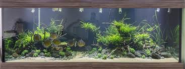 Aquarium Fresh Water Akvarium