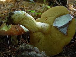 Image result for Suillus weaverae