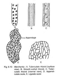 A mature thallus of m. Reproduction In Marchantia With Diagram