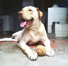 kopek dunyasi adli kullanicinin 2021 satilik labrador fiyatlari panosundaki pin kopek yavru kopek