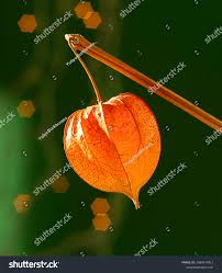 Image result for Physalis lagascae