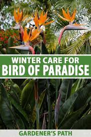How To Overwinter Bird Of Paradise Plants Gardener S Path Birds Of Paradise Plant Paradise Plant Plants