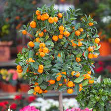 They are very popular and online plants have a great variety for sale. Gold Nugget Mandarin Tree Mandarin Tree Tangerine Tree Citrus Trees