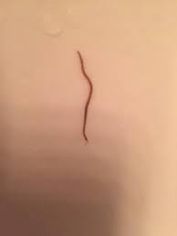 Red Worm Found In Bathroom Sink All About Worms