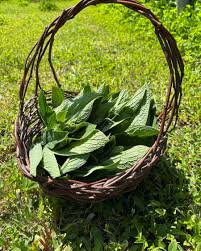 Image result for Crotalaria onobrychis