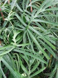 Narrow Finger Leaf Philodendron Elegans K Krause Philodendron Philodendron Plant Plants