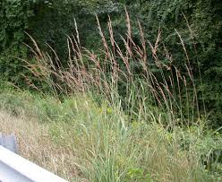 Image result for Sorghastrum nudipes