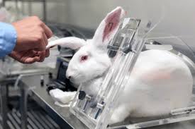 Experimental research with animals is usually conducted in universities, medical schools, pharmaceutical companies, defense establishments. The Truth About Animal Testing