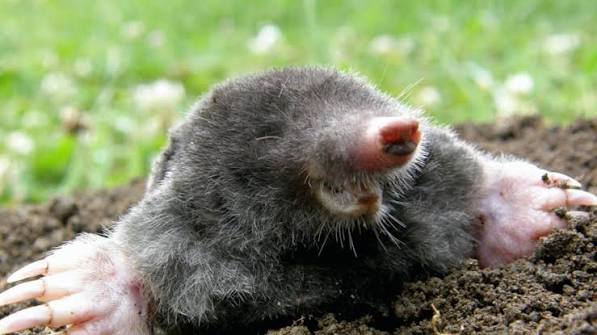 Critter of the Month: Eastern Mole | Mississippi State University Extension  Service