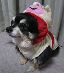 Muscle Chihuahua Chihuahua Love Chihuahua Puppies Chihuahua Lover