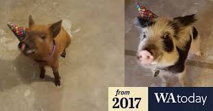 Check spelling or type a new query. I M Devastated Wa Council Forces Family To Remove Pet Mini Pigs