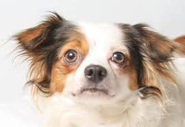 Colorado based animal rescue shelter assisting in saving homeless dogs and cats. Meet Conner A 1 Year 9 Months Chihuahua Long Coat Available For Adoption In Colorado Springs Co Small Dog Adoption Chihuahua Puppy Adoption