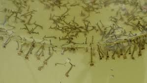 Mosquito larvae swimming in stagnant water. Tadpoles Or Mosquito Larvae