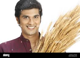 Portrait indian farmer holding wheat hi-res stock photography and images