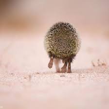 coastal cottage cute hedgehog baby hedgehog cute little animals