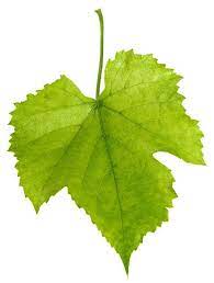 Check spelling or type a new query. Grape Leaf Grape Plant Grape Leaves Grape Growing Trellis