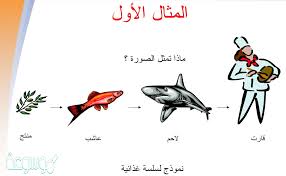 نموذج بسيط يمثل كيف تنتقل الطاقة ضمن النظام البيئي موسوعة نت
