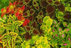 La portulaca è una piantina molto diffusa tra la colture estive delle regioni del mediterraneo. Coleus Coleus Blumei Piante Annuali Come Coltivare Il Coleus