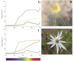 Image result for Hypolytrum goetghebeur