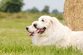 Why buy a great pyrenees puppy for sale if you can adopt and save a life? Great Pyrenees Dog Breed Information