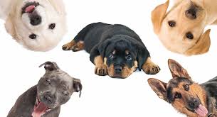 If you need more information about 88+ labrador rottweiler mix puppies for sale, you can check the following link. Rottweiler Mix The Most Popular Rottie Cross Breeds