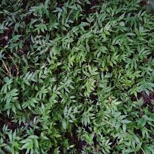 Image result for Oplismenus compositus