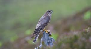 We did not find results for: Harriers Hawks And Falcons Oh My How To Identify Birds Of Prey The Wildlife Trust For Lancashire Manchester And North Merseyside